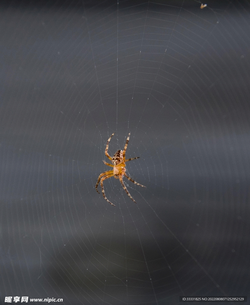蜘蛛