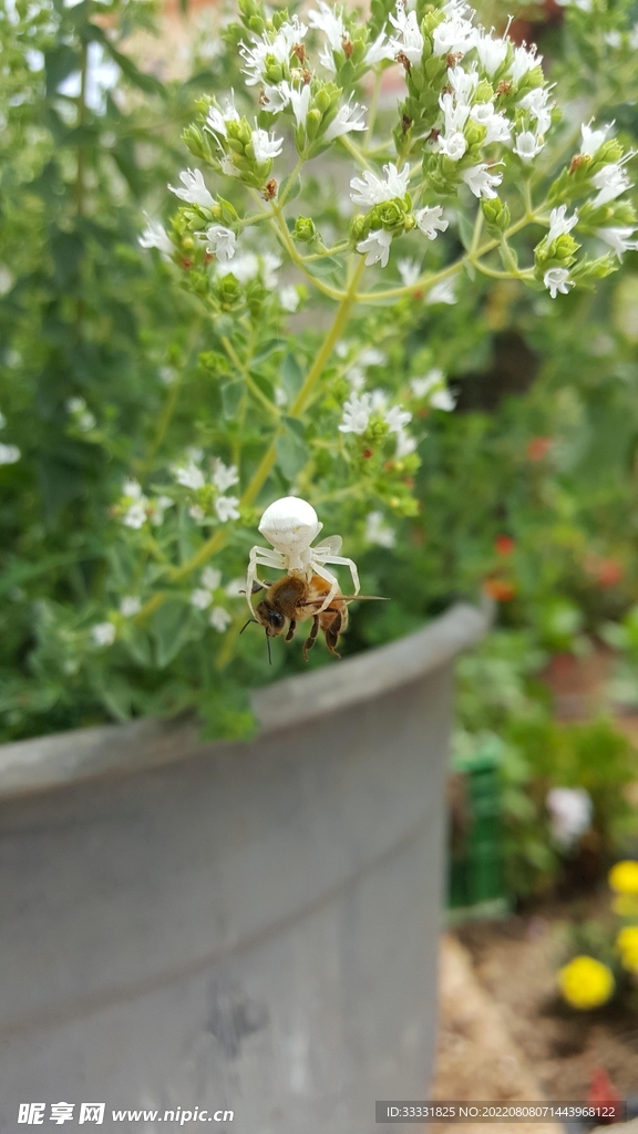 蜘蛛