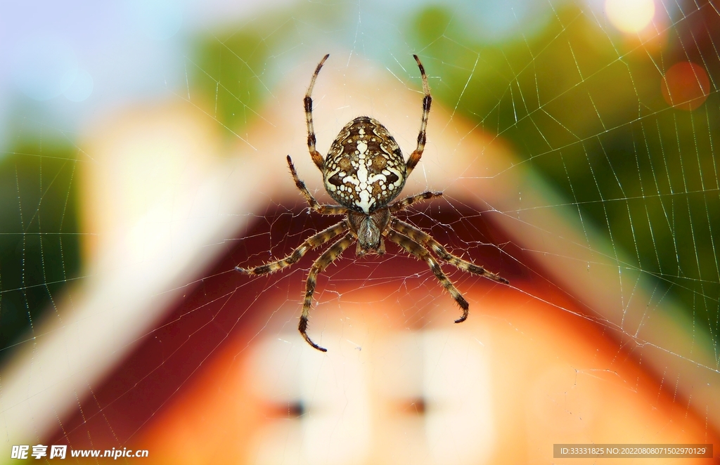 蜘蛛