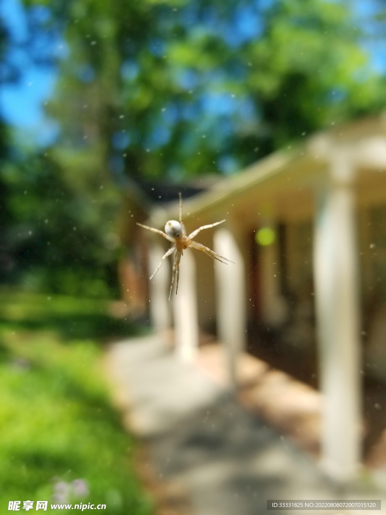 蜘蛛