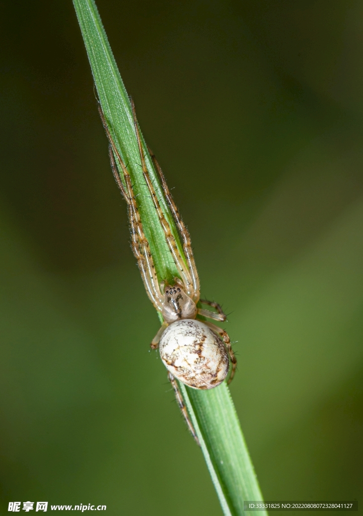 蜘蛛