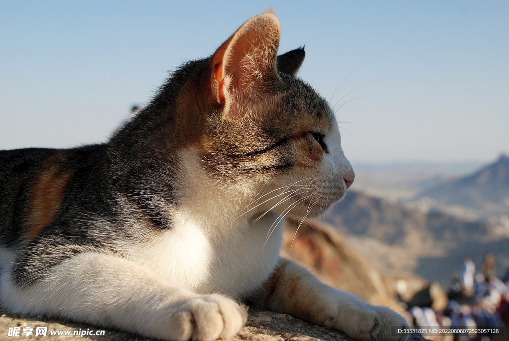 猫咪