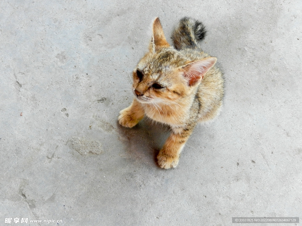 猫咪