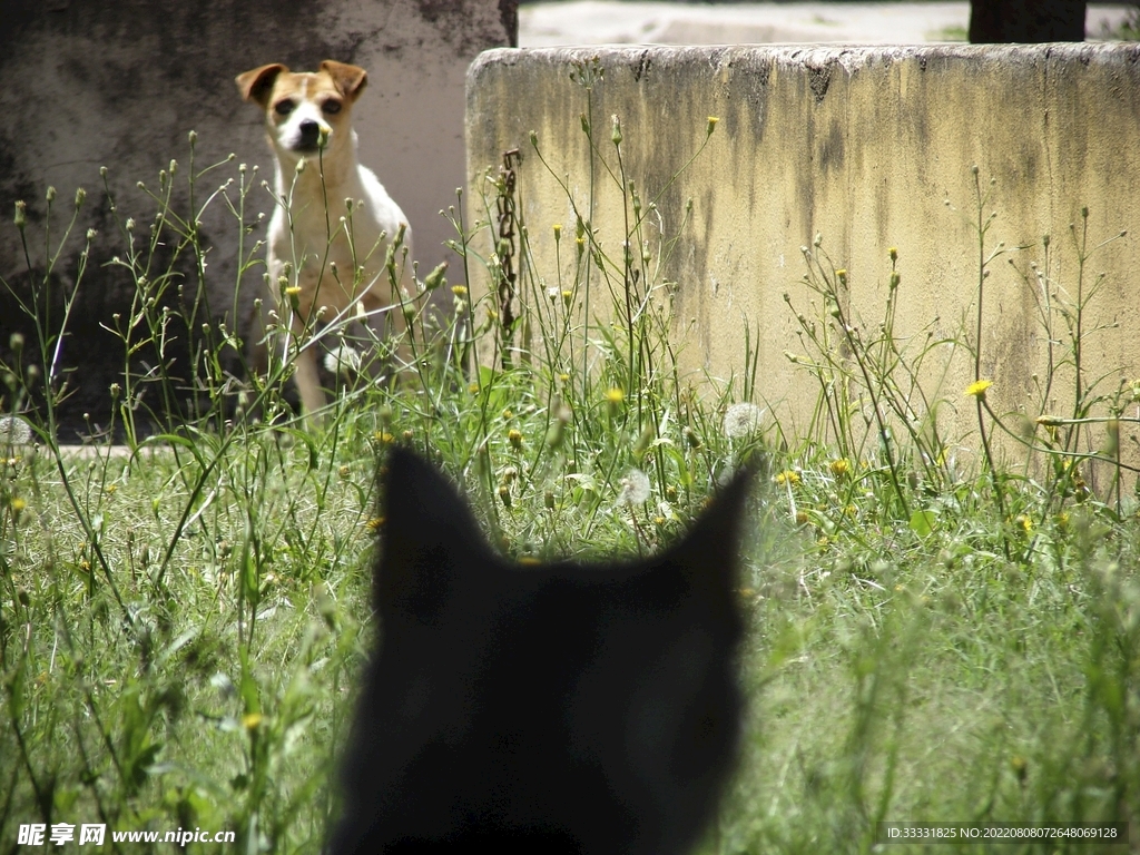 猫咪