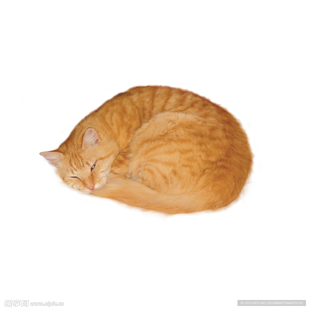 猫咪