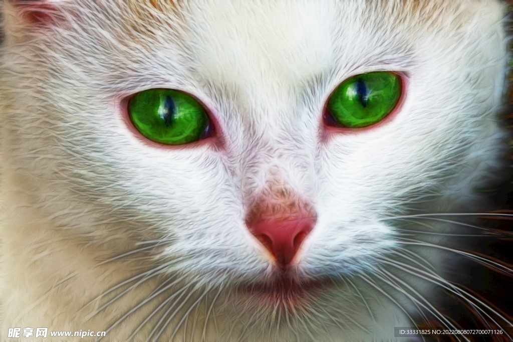 猫咪