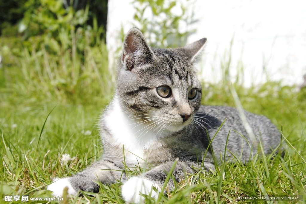 猫咪