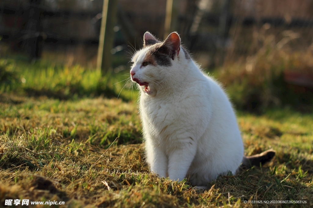 猫咪