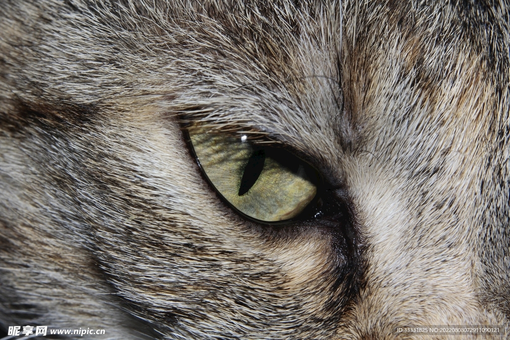 猫咪