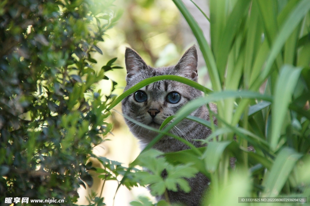 猫咪