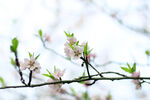 粉桃花
