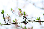 桃花树