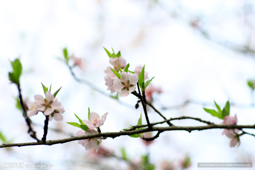 桃花树