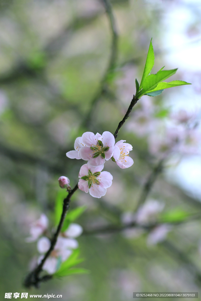 粉桃花