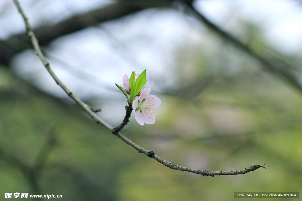 桃花