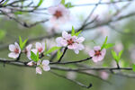 粉桃花