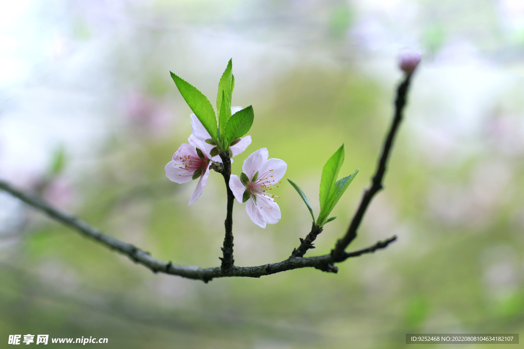 桃花