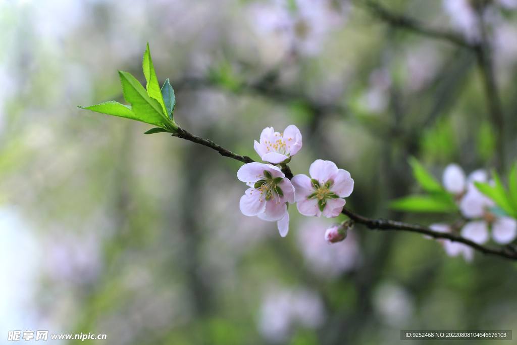 桃花林