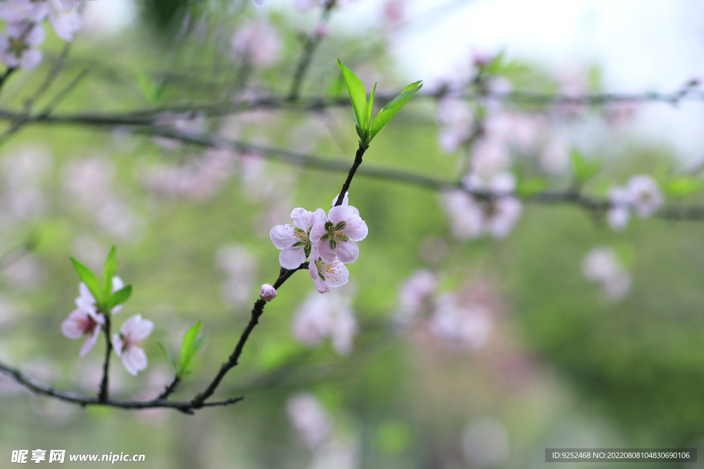 桃花