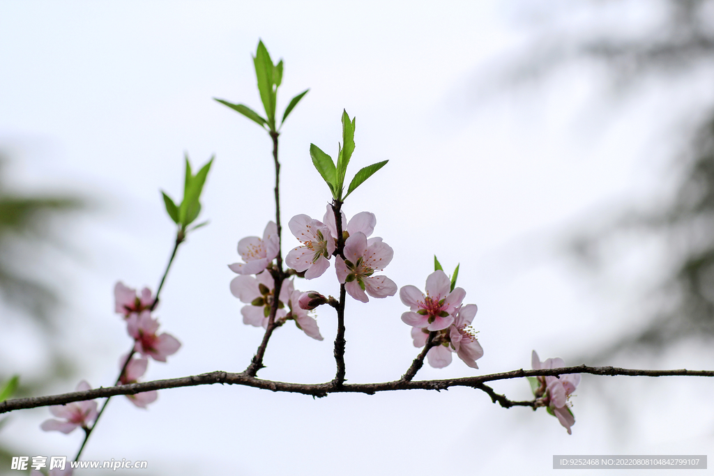 盛开的桃花