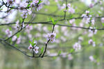 桃花林