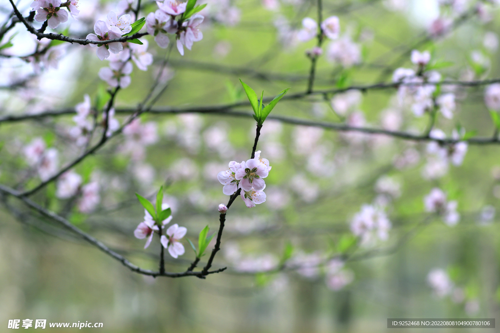 桃花林