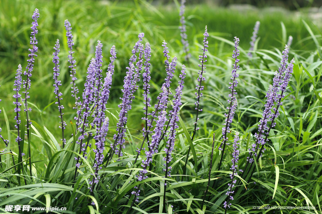 山麦冬花