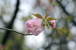 粉樱花