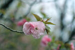 红樱花 