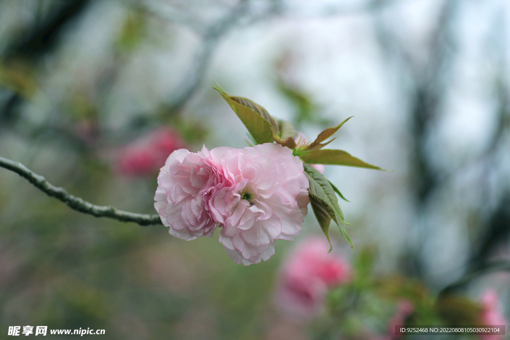 红樱花 