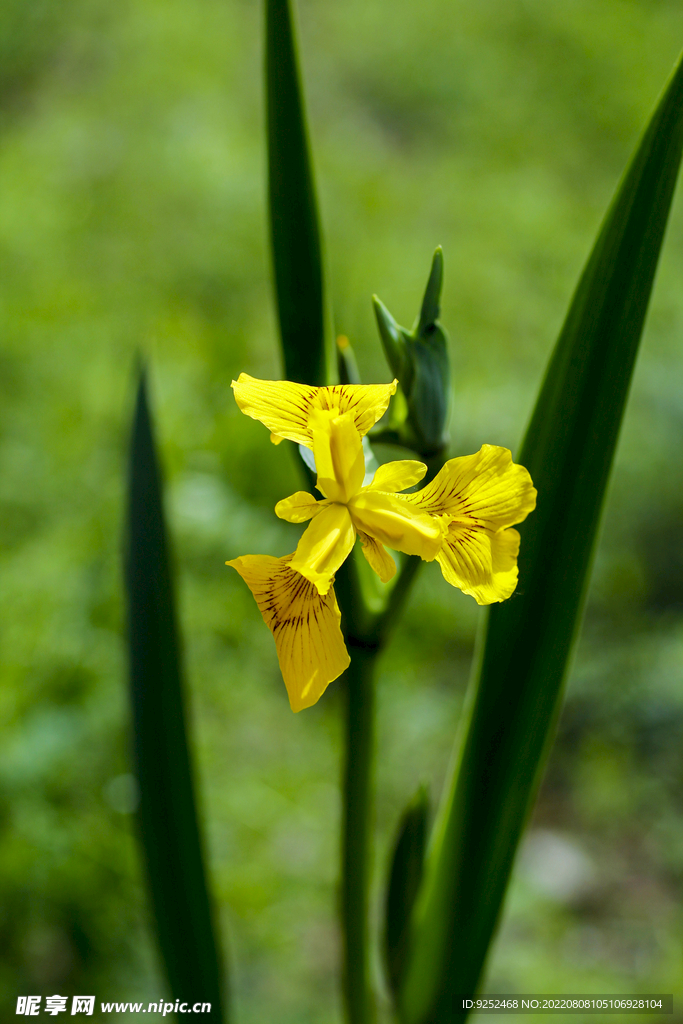 黄菖蒲