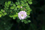 蔷薇花