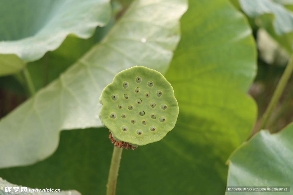 莲蓬莲子