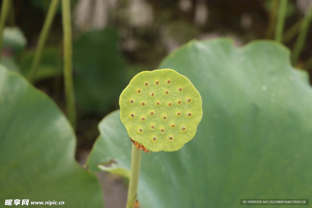 莲蓬莲子