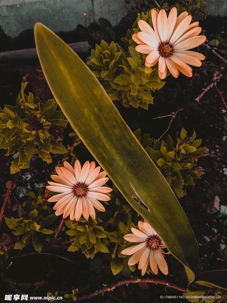 雏菊