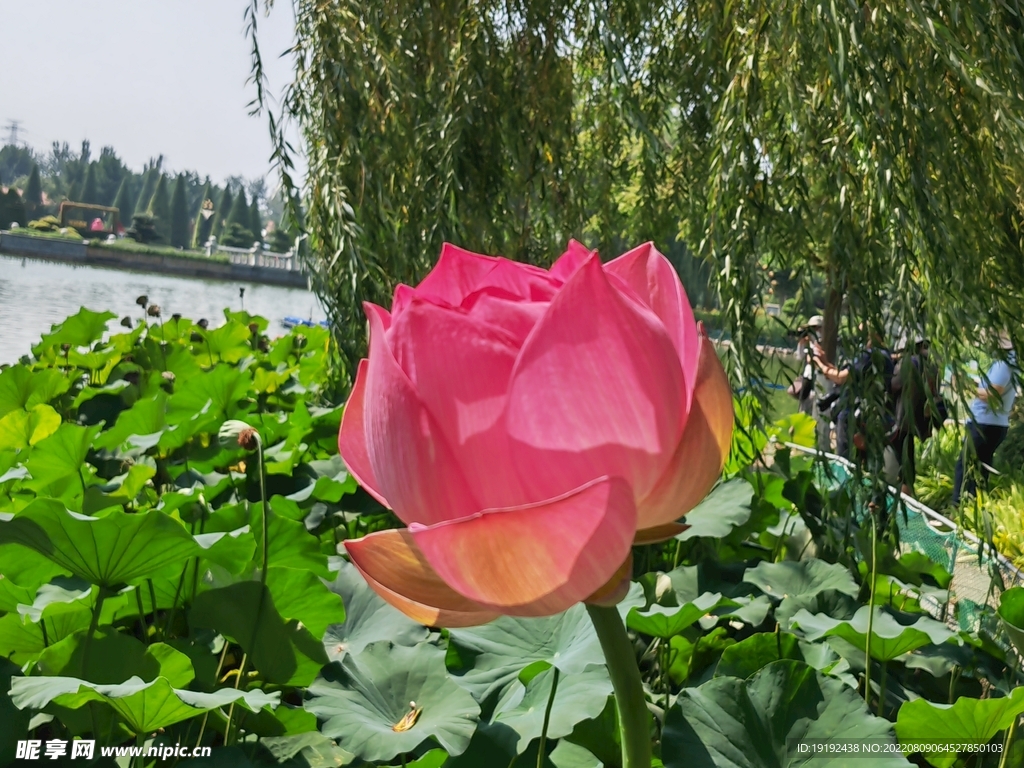 荷花