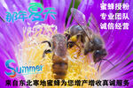 夏日蜜蜂