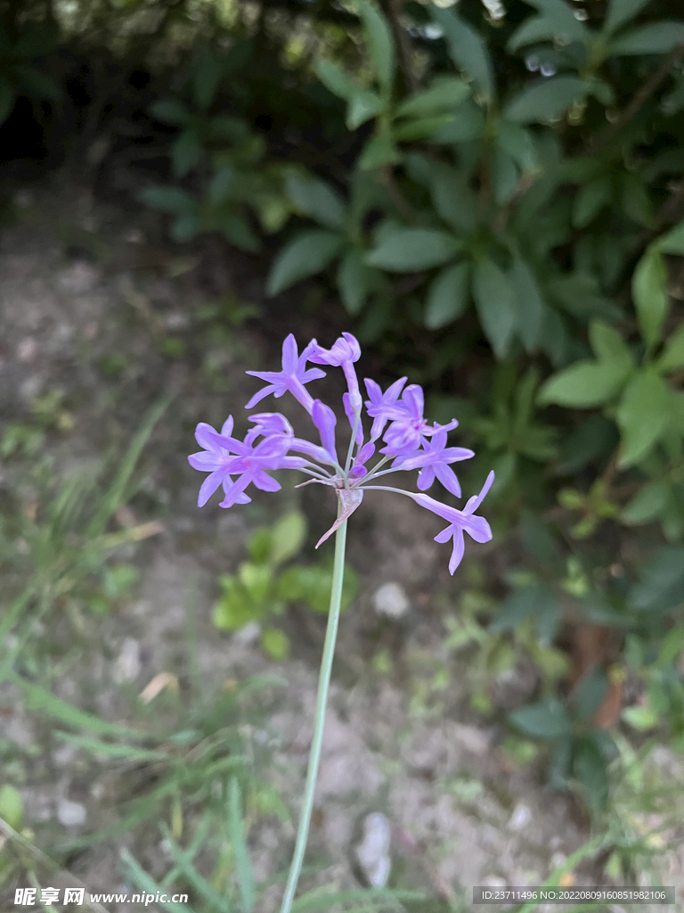 紫色的花卉