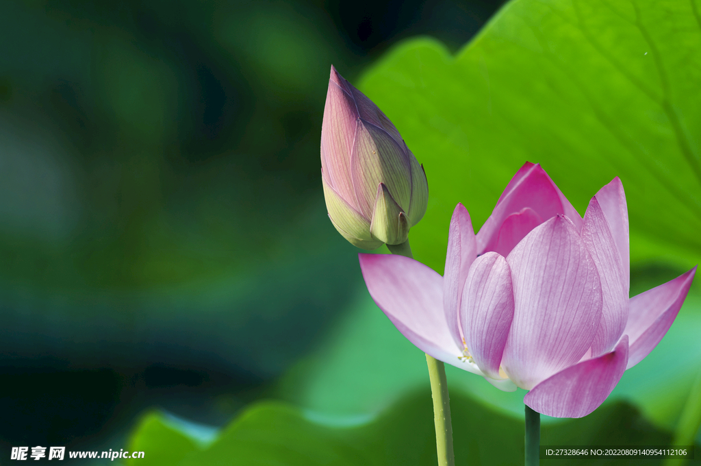 荷花高清壁纸 莲花壁纸 莲叶