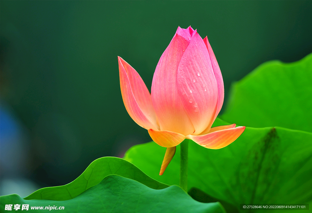 荷花高清壁纸 莲花壁纸  莲叶