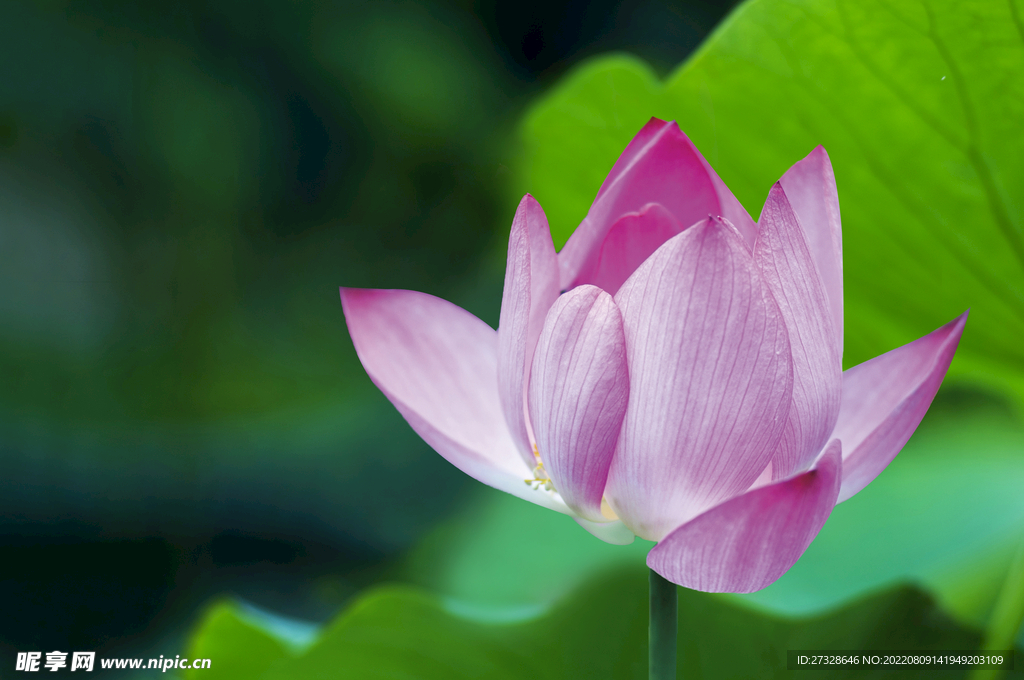 荷花高清壁纸 莲花桌面