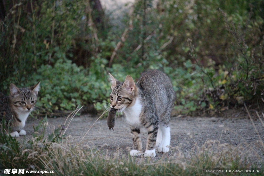 猫