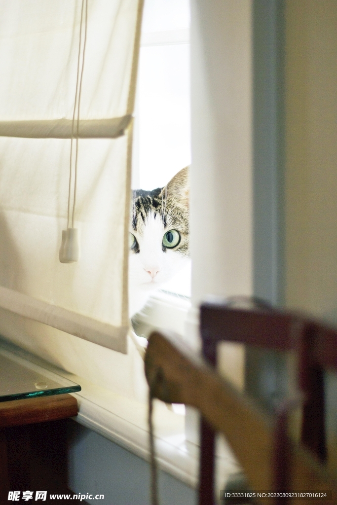 猫