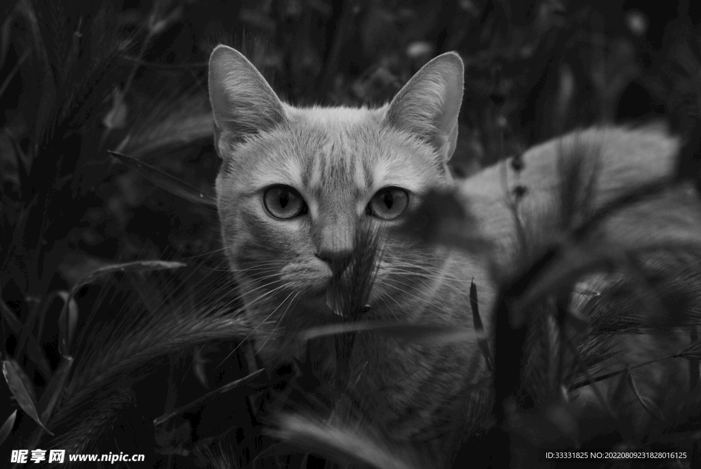 猫