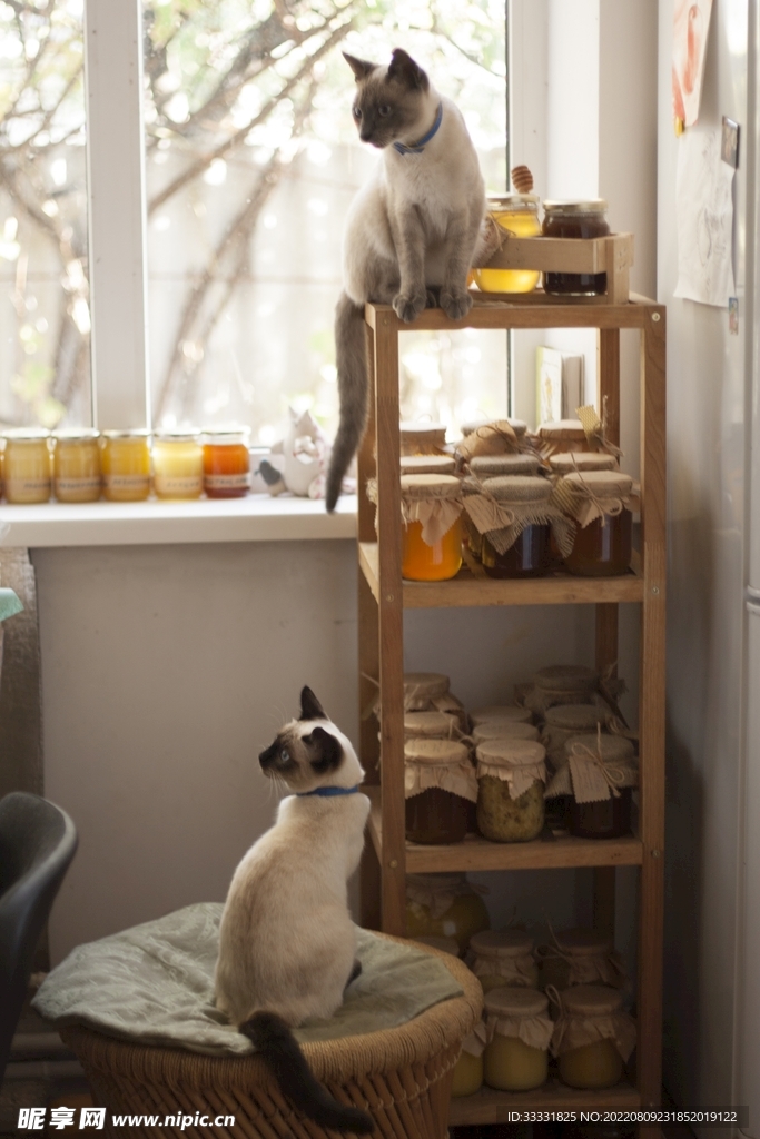 猫