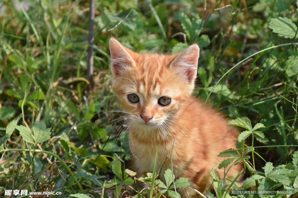 猫