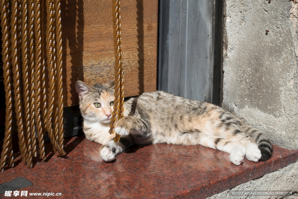 猫