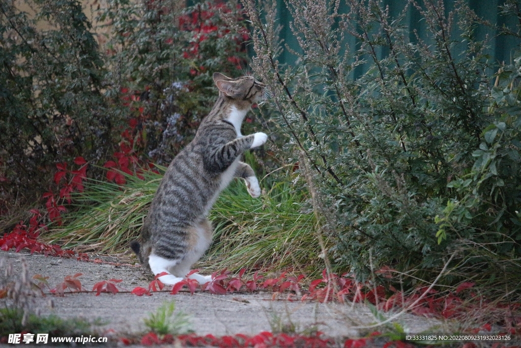 猫