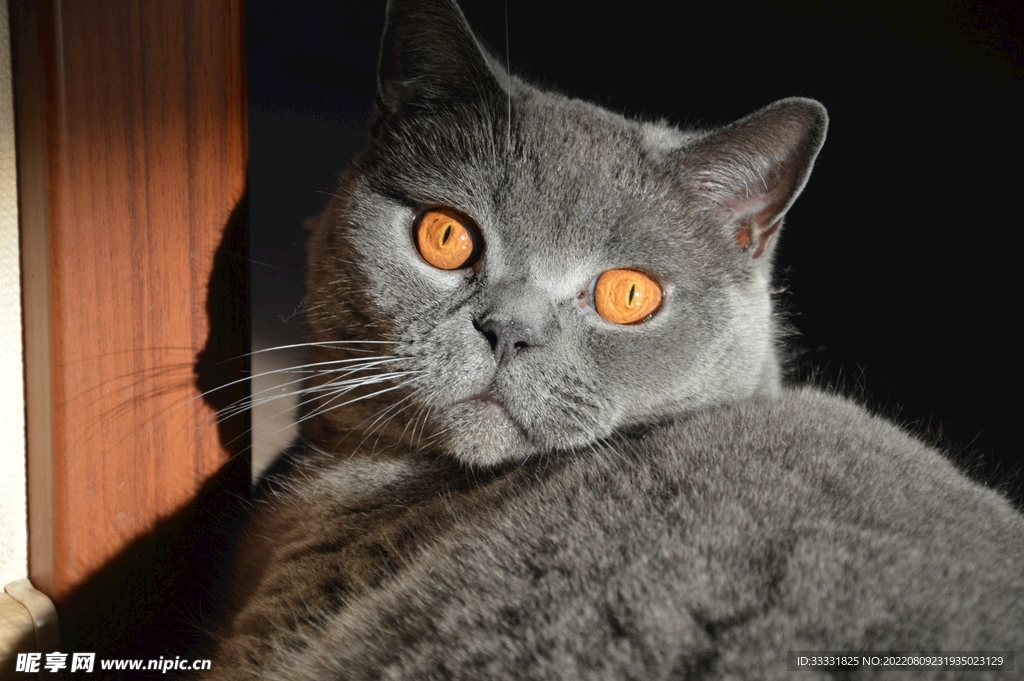 猫