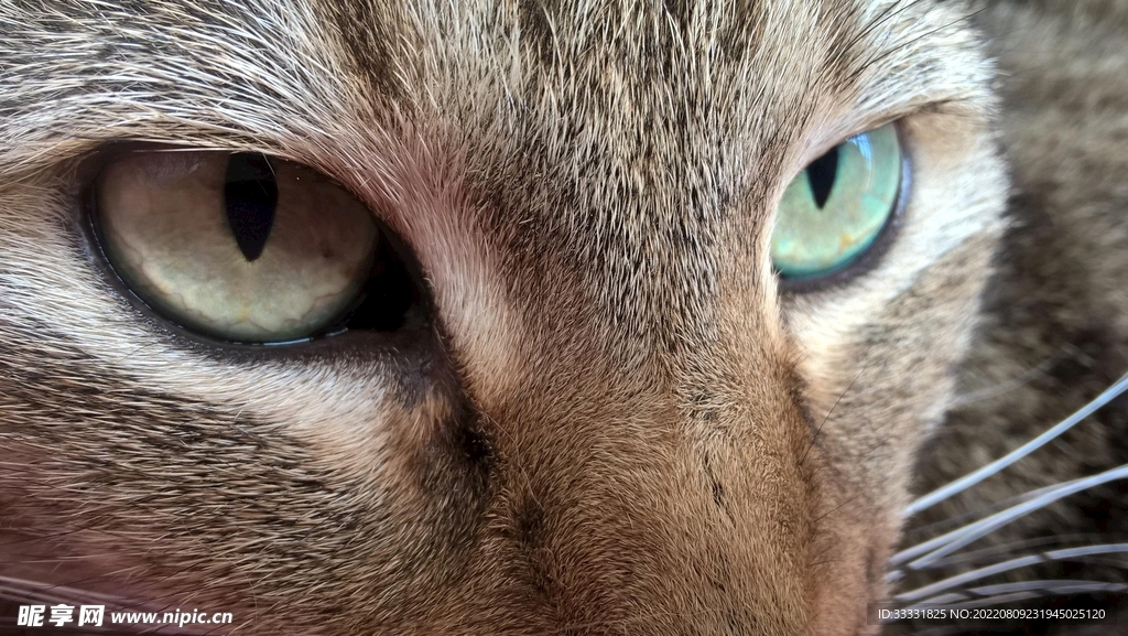 猫